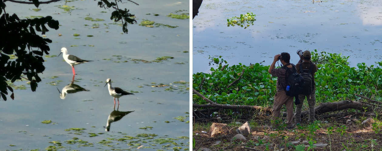 Birding In Okhla Bird Sanctuary