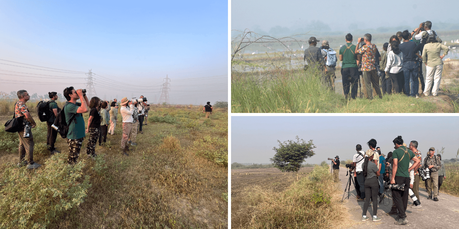 Chandu-Budhera wetlands