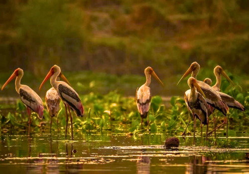 Delhi Earth In Najafgarh Jheel