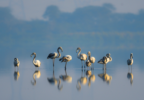 Delhi Earth Walks At Chandu Budhera