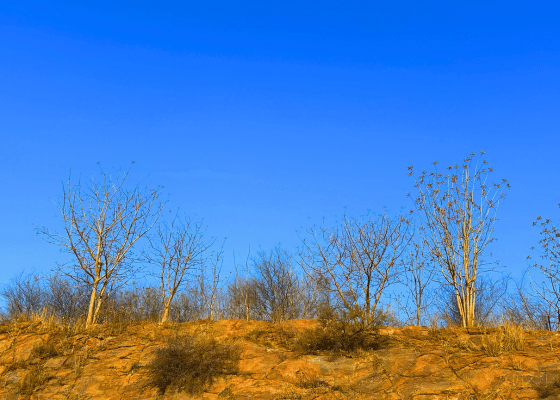 Aravalli Biodiversity Park