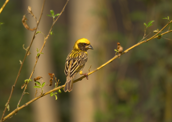 Birds In nehar sahibi farm