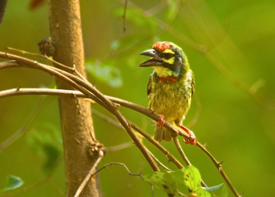 Coppersmith Barbet