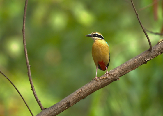 Indian Pitta