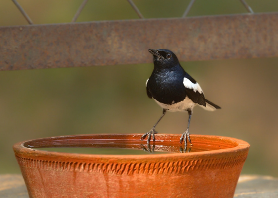 Oriental magpie-robin