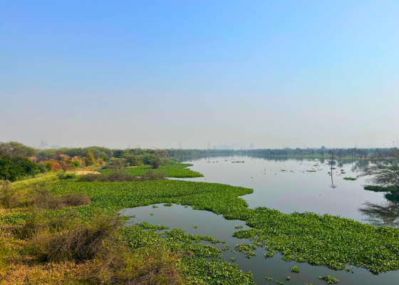 Surajpur Wetlands