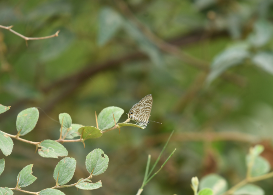 butterfly park delhi ticket price