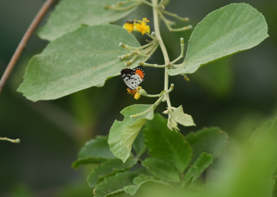 butterfly park in delhi