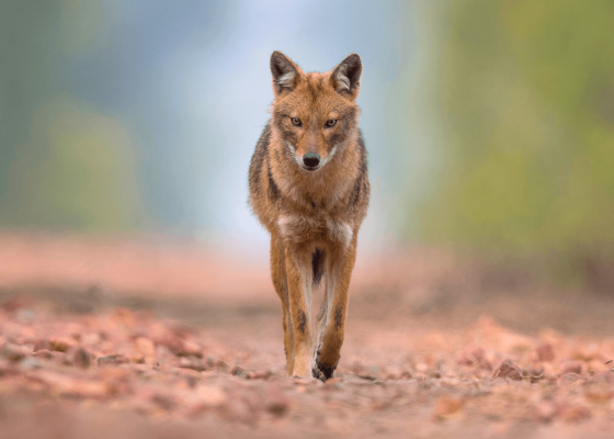 wildlife_photography_aravali_hills