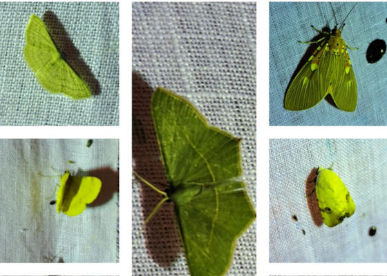 Butterfly Watching And Moth At Nehar Sahibi