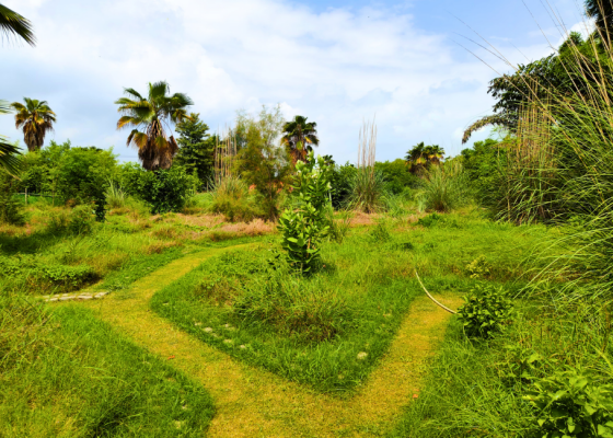 Butterfly Watching At Nehar Sahibi