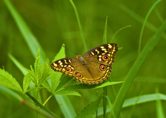 Butterfly Watching At Nehar Sahibi