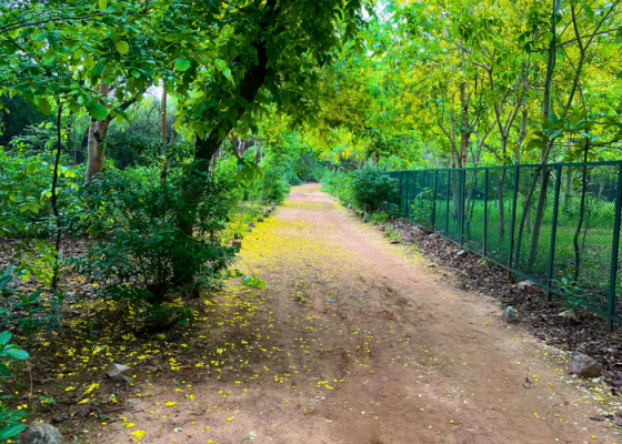 Nature Walks In Sanjay Van