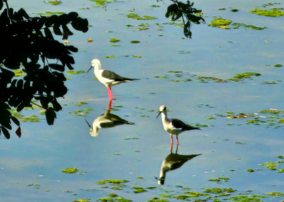 Wetland Birds In Okhla Bird Santuery