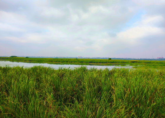 Wetland Birds Of Okhla