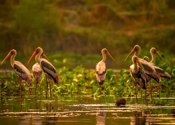 Delhi Earth In Najafgarh Jheel