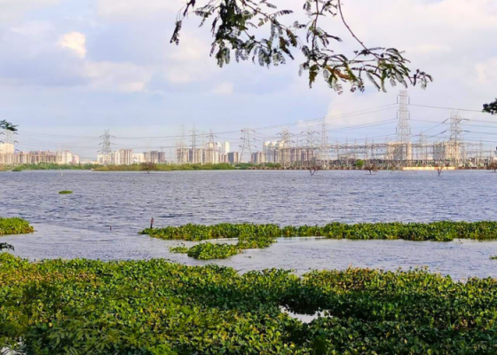 Najafgarh Lake Delhi