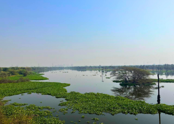 Surajpur wetland