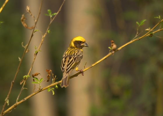 Birdwatching Near Delhi