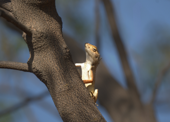 Wildlife Walks At Nehar Sahibi Farm