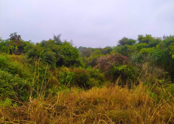 Tree Walks at Tilpath Valley Biodiversity Park