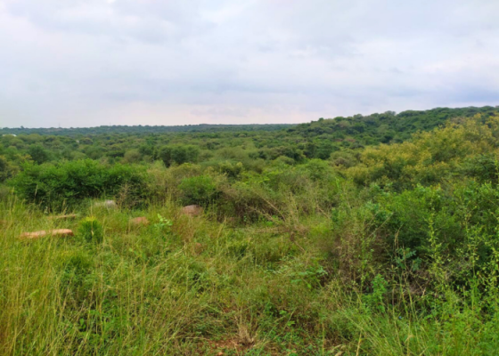 Tree Walks at Tilpath Valley Biodiversity Park