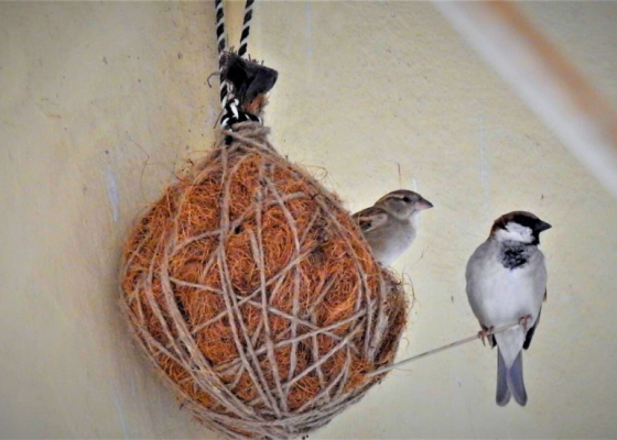 Bird Nest Making Workshop