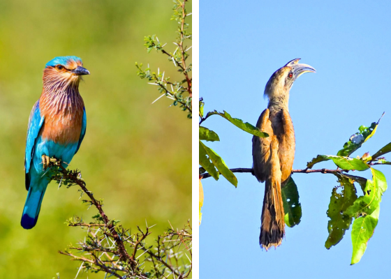 Birding Of Surajpur