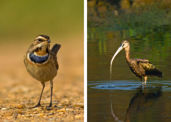 Birds Of Surajpur